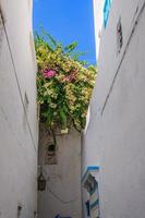 rua estreita com casas brancas em hammamet tunísia foto