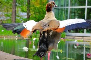 pato abrindo suas asas em closeup em palmen garten, frankfurt am main, hessen, alemanha foto