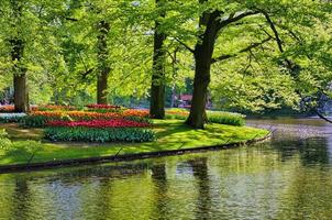 lago com lindos cisnes brancos no parque keukenhof, lisse, holanda foto