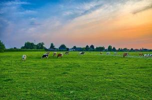 rebanho de vacas no campo verde de verão perto de liege, bélgica, benelux, foto