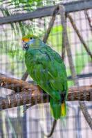 papagaio verde da amazônia em puerto de la cruz, tenerife foto