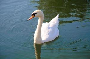 cisne gracioso solitário na água do lago, sergiev posad, região de moscou, rússia foto