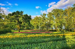 tulipas amarelas e campos verdes, parque keukenhof, lisse na holanda foto