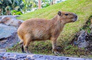 capivara em loro parque, tenerife, ilhas canárias. foto