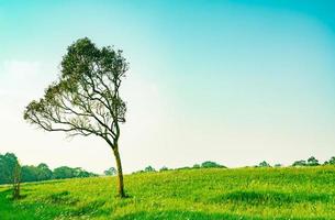 árvore verde com belo padrão de galhos e campo de grama verde com flores brancas sobre fundo de céu azul claro em lindo dia de sol. foto