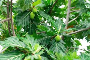 fruta-pão na árvore de fruta-pão com folhas verdes no jardim. árvore tropical com folhas grossas são profundamente cortadas. árvore florida. alimento básico. planta dão uso de fitoquímicos para repelente de insetos. foto