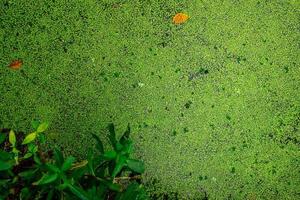 vista superior de lentilha verde fresca e folhas secas flutuando na água na lagoa. planta proteica para alimentação de peixes. sistema de recirculação de aquicultura por lentilha. lagoa de crescimento de lentilha. planta pequena verde na água foto