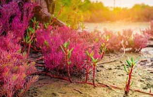 crescimento de seablite sueda maritima em solo ácido. plantas indicadoras de solo ácido. red seablite cresce perto de árvore morta no fundo desfocado da floresta de mangue, céu azul e nuvens brancas. plantas que gostam de ácido. foto