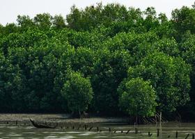 árvore de mangue na floresta de mangue com céu branco foto
