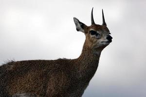 klipspringer na rocha. Serengeti, Tanzânia, África foto