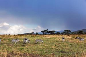 rebanho de zebras na savana africana. foto