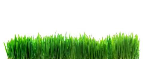 grama verde fresca isolada em branco foto