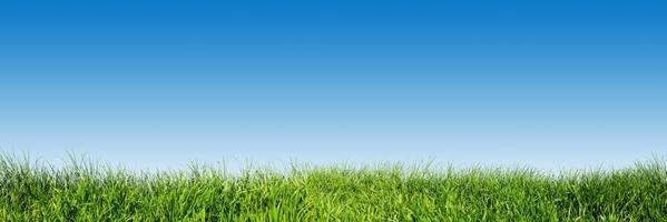 grama verde no céu azul claro, tema da natureza da primavera. panorama foto
