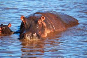 hipopótamo, hipopótamo no rio. Serengeti, Tanzânia, África foto