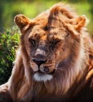 retrato de leão masculino adulto jovem. Safari em Serengeti, Tanzânia, África foto