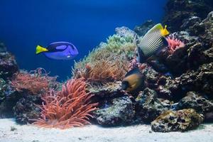 vida subaquática, peixe, recife de coral foto