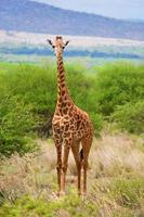 girafa na savana. Safari em Tsavo West, Quênia, África foto