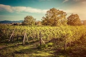 vinhedo na toscana, itália. fazenda de vinho ao pôr do sol. vintage foto