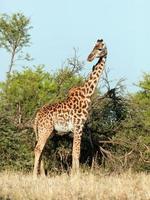 girafa na savana. Safari em Serengeti, Tanzânia, África foto