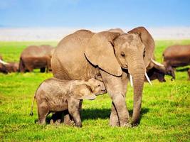 família de elefantes na savana. Safari em Amboseli, Quênia, África foto