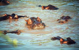 hipopótamo, grupo de hipopótamos no rio. Serengeti, Tanzânia, África foto