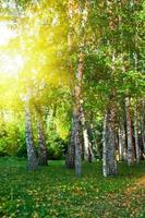 floresta de vidoeiro de verão foto