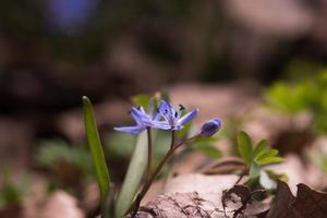 bluebells primavera foto