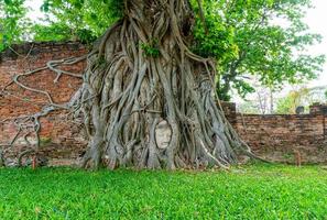 estátua de cabeça de buda com raízes de árvores bodhi presas em wat mahathat foto