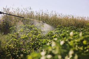 um agricultor com um pulverizador de névoa trata a plantação de batatas de pragas e infecções por fungos. usar produtos químicos na agricultura. agricultura e agronegócio. processamento da colheita. proteção e cuidado foto