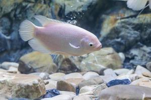 peixe gourami gigante albino branco em um aquário foto