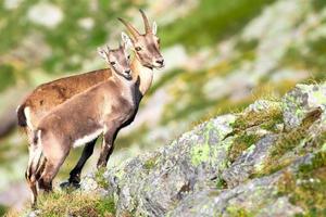 mãe e pequeno ibex olham para o fotógrafo foto