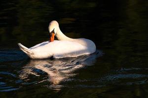 cisne no rio foto