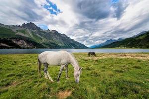 cavalos em um grande prado perto de um lago nas montanhas foto