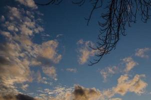 galho de árvore e céu foto
