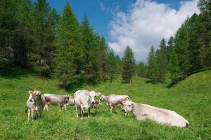 vacas suíças pastando em um prado na floresta foto