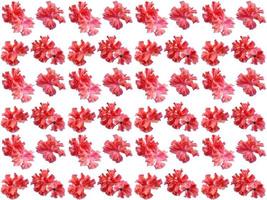 padrão de flores em um fundo branco foto