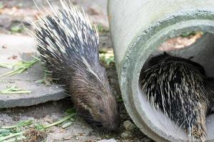 grande porco-espinho, porco-espinho comum, porco-espinho do leste asiático à procura de comida no conceito de conservação garden.animal e proteção de ecossistemas. foto