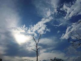 foto de acácia seca e sol quente