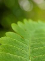 detalhes de textura de folhas de plantas selvagens, videiras foto