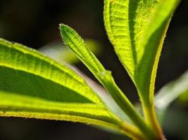 foto macro, foco, detalhe da folhagem da planta selvagem