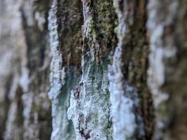 fotografia macro, textura única de casca de árvore foto