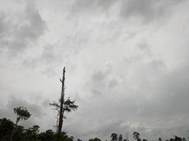 na silhueta das árvores e contra o céu com nuvens grossas foto