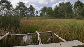 bela vista do pântano à beira do lago, kalimantan foto