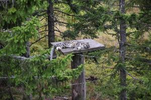 leopardo da neve dormindo entre pinheiros foto