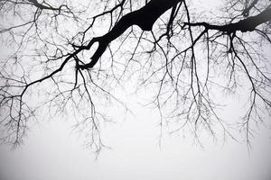 árvores no dia de inverno nebuloso foto