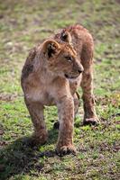 um pequeno retrato de filhote de leão. Tanzânia, África foto