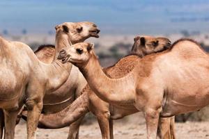 grupo de camelos na áfrica foto