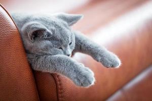 jovem gato bonito descansando no sofá de couro. o gatinho britânico de pêlo curto com pelo cinza azul foto