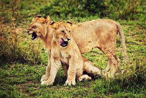 pequenos filhotes de leão brincando. Tanzânia, África foto