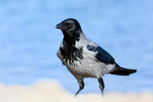 corvo na praia foto